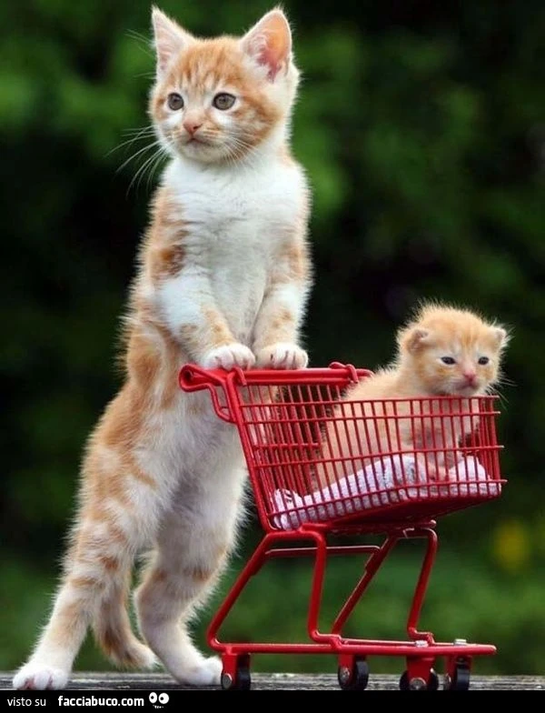 mamma gatta porta gattino dentro piccolo carrello della spesa