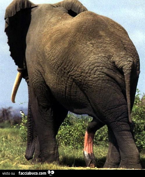 Elefante con un pisello enorme