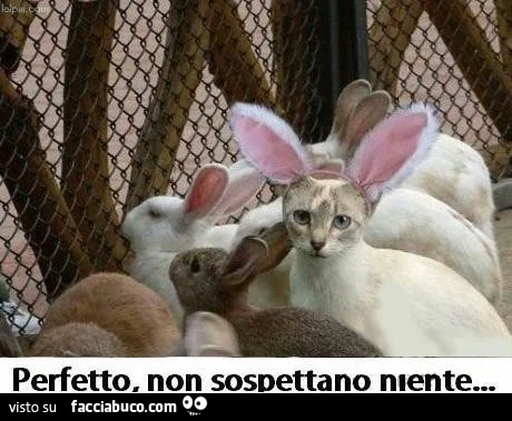 Perfetto, non sospettano niente