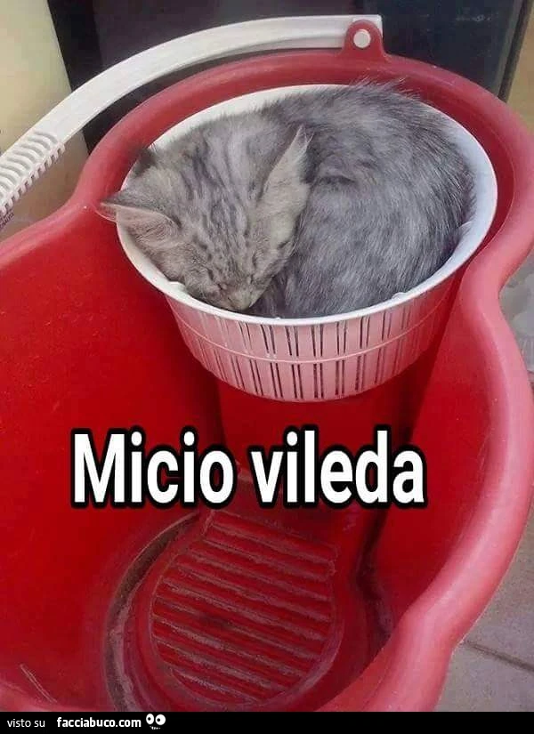 Vaccata