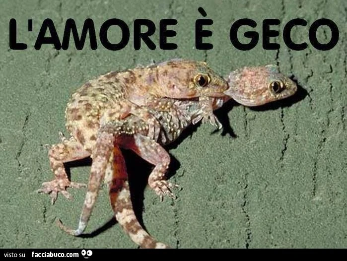 l'amore è geco