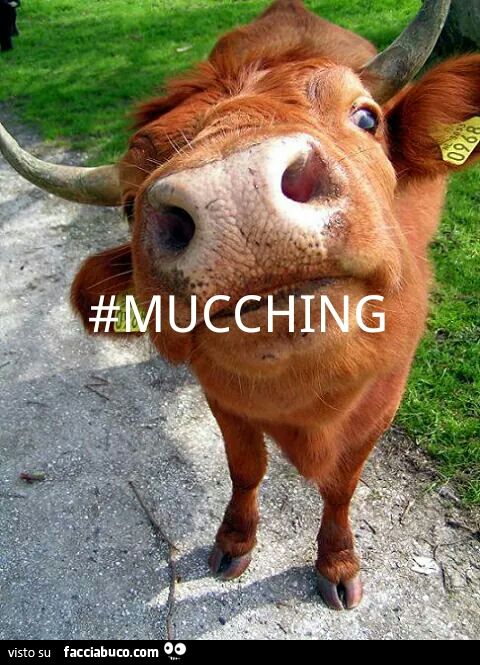 mucching