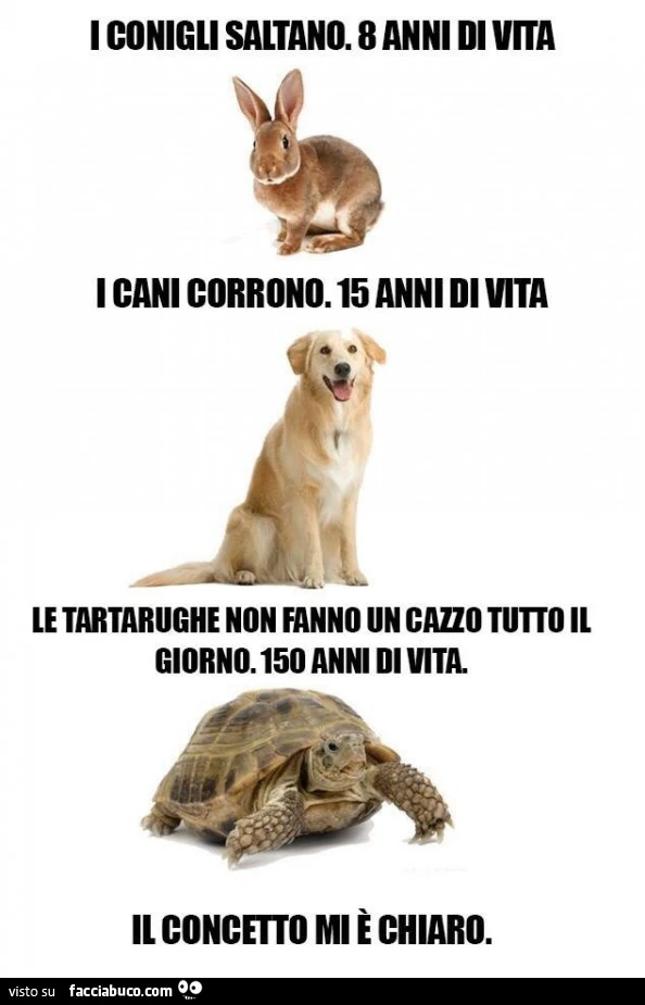 I conigli saltano: 8 anni di vita. I cani corrono: 15 anni di vita. Le tartarughe non fanno un cazzo tutto il giorno: 150 anni di vita. Il concetto mi è chiaro