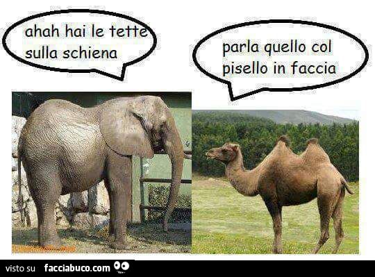 Elefante: ahah hai le tette sulla schiena. Dromedario: Parla quello col pisello in faccia