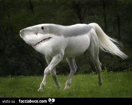 Incrocio tra squalo bianco e cavallo