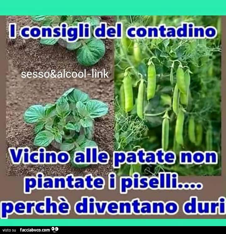 I consigli del contadino. Vicino alle patate non piantate i piselli perchè diventano duri