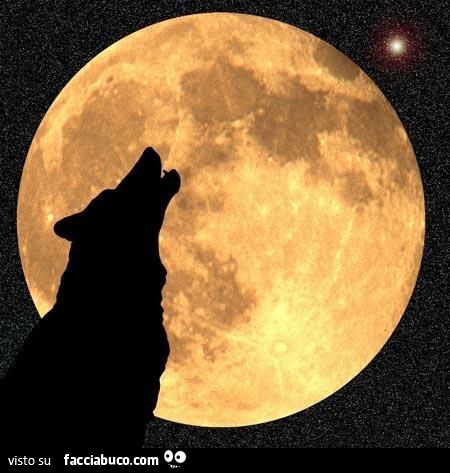 Lupo ulula alla luna