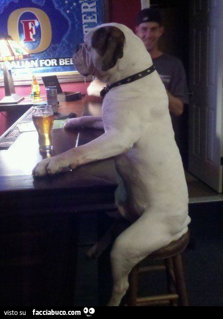 cane seduto al pup con boccale di birra