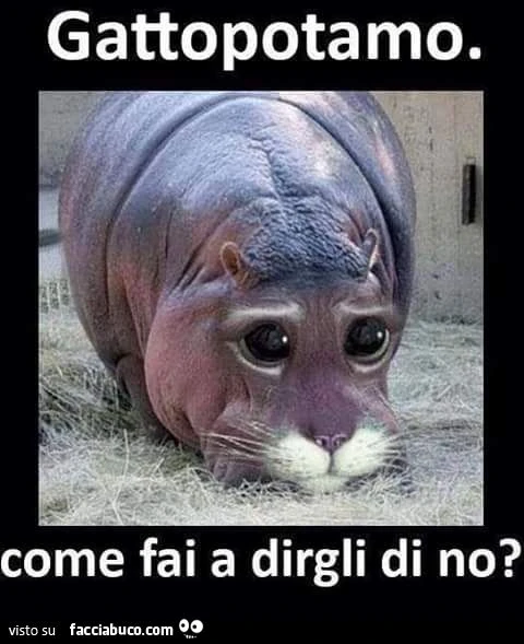 Gattopotamo: come fai a dirgli di no?