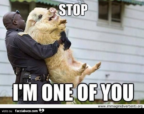 Il poliziotto porta via la scrofa. Stop! ÌM one of you