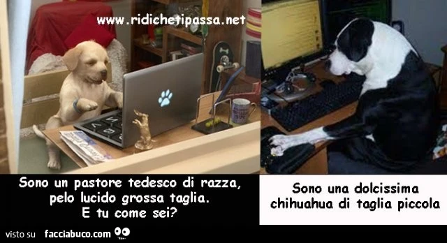 Cani in chat: sono un pastore tedesco di razza, pelo lucido grossa taglia. E tu come sei? Sono una dolcissima chihuahua di taglia piccola