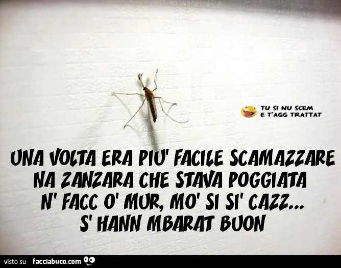 Una volta era più facile scamazzare na zanzara che stava poggiata n'facc o' mur, mò si si' cazz s'hann mbarat buon