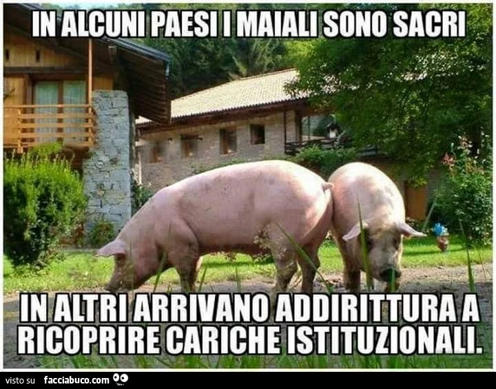 In alcuni paesi i maiali sono sacri. In altri arrivano addirittura a ricoprire cariche istituzionali