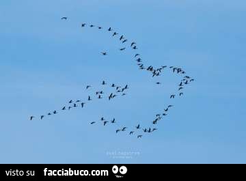 Rondini in volo a disegnare una rondine
