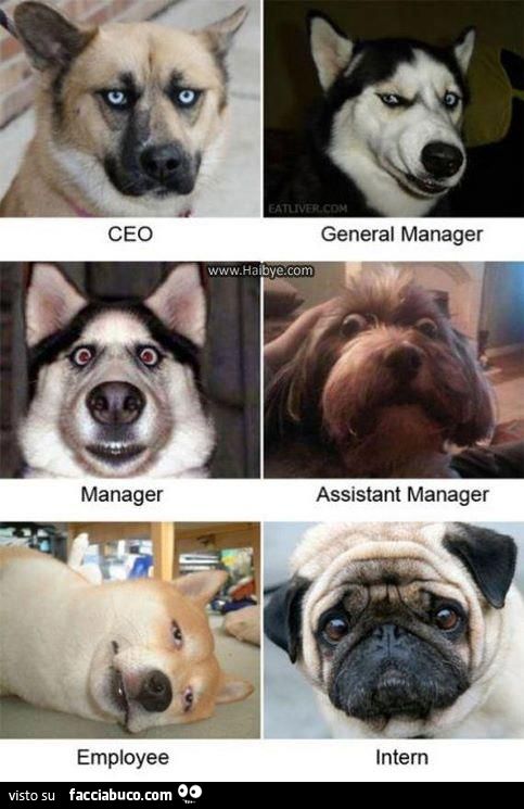 i ruoli aziendali ceo general manager manager assistente dipendente stagista