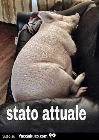 Stato attuale: porco sul divano