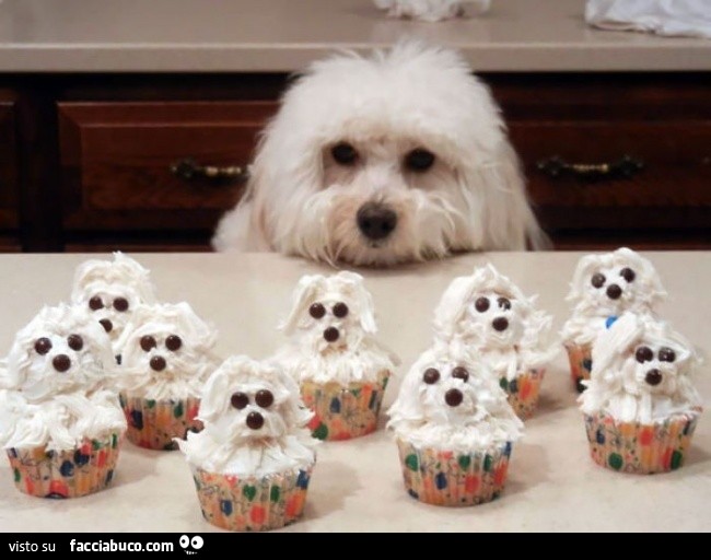 Dolcetti A Forma Di Cane Barboncino Bianco Facciabuco Com