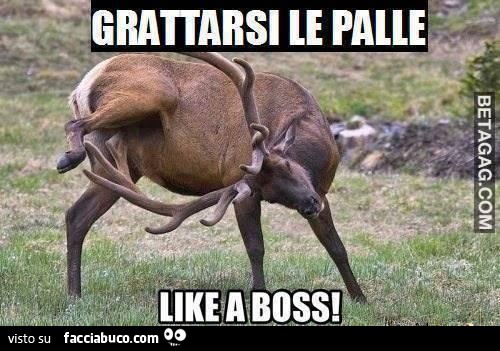 Grattarsi le palle like a boss