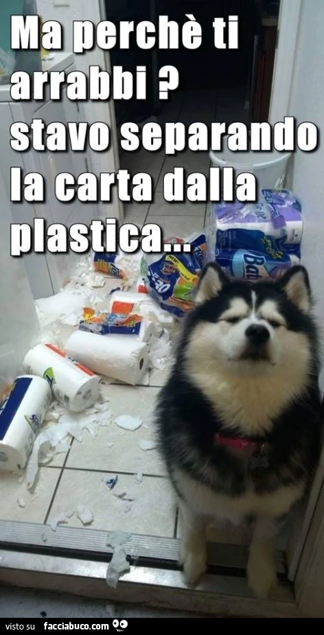 Ma perchè ti arrabbi? Stavo separando la carta dalla plastica