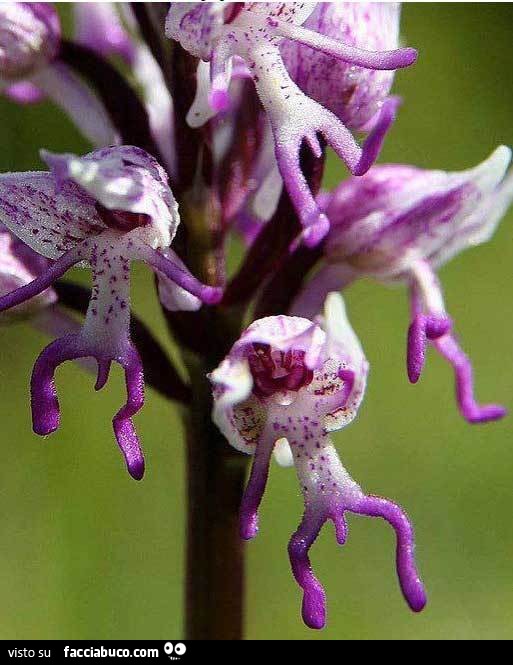 Fiori a forma di omini col pene
