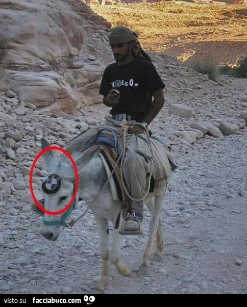 Asino con il logo bmw in testa