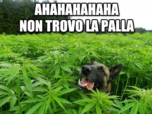 Ahahahahah, non trovo la palla