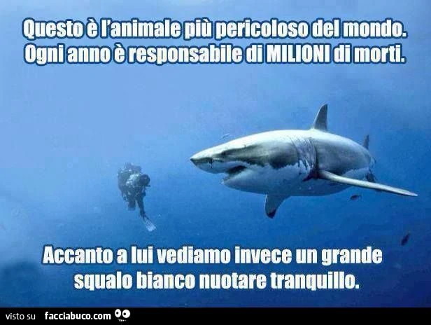 Questo è l'animale più pericoloso al mondo, ogni anno è responsabile di milioni di morti. Accanto a lui vediamo invece un grande squalo bianco nuotare tranquillo