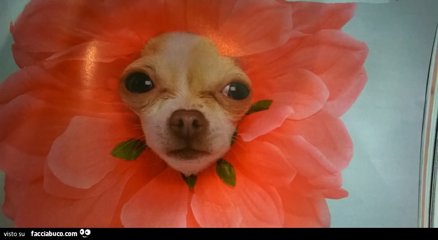 Cagnolino petaloso