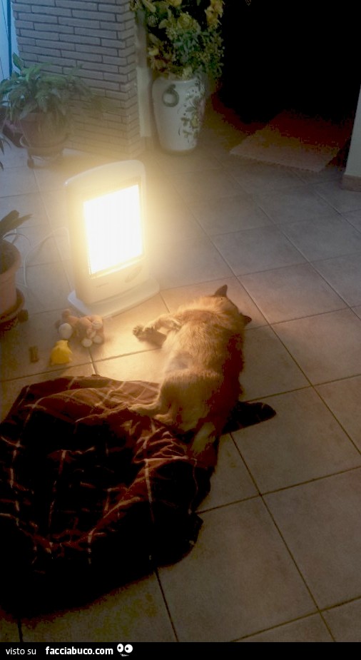 Il cane si riscalda vicino alla stufa elettrica
