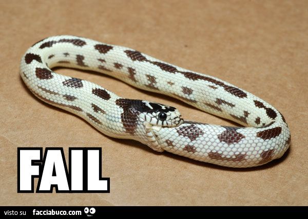 il serpente mangia se stesso epic fail