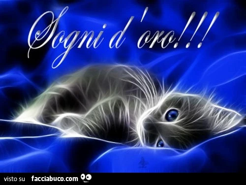 Gattino: sogni d'oro