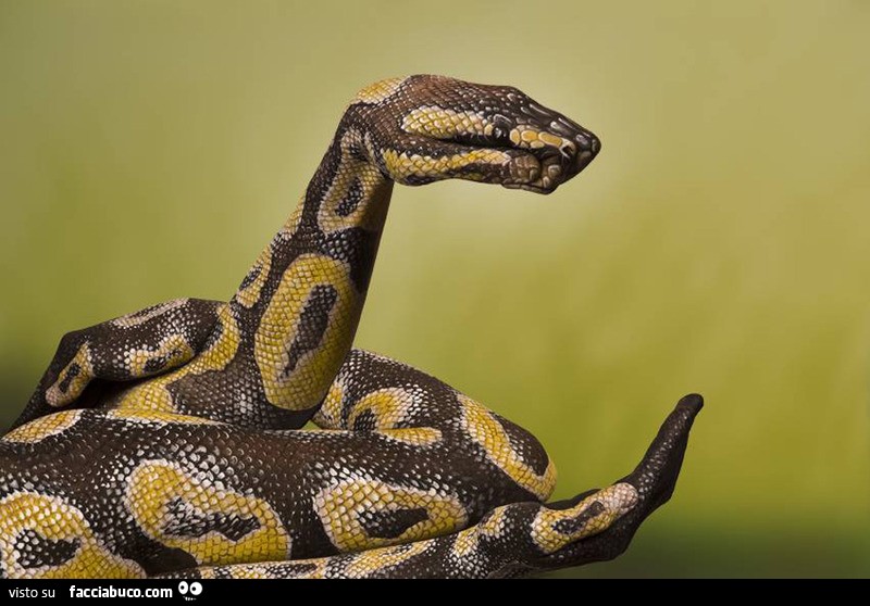 Un fantastico pitone realizzato con il body painting